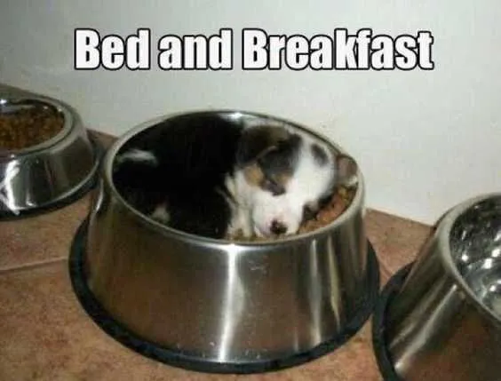Funny Bedbreakfast