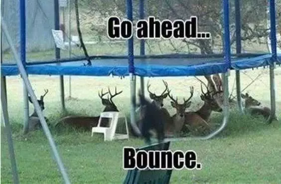 Funny Bounce Deer