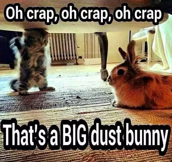 Funny Bunny Dust