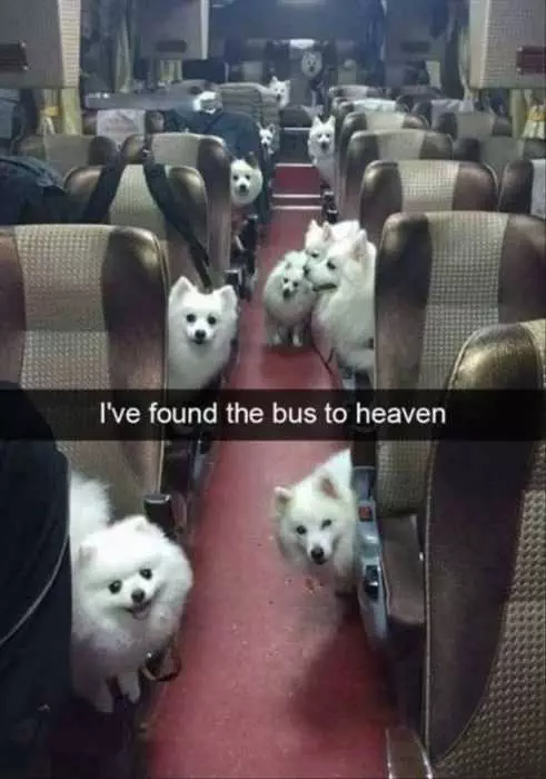 Funny Bus To Heaven