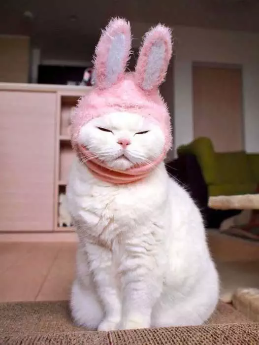 Funny Cabbit