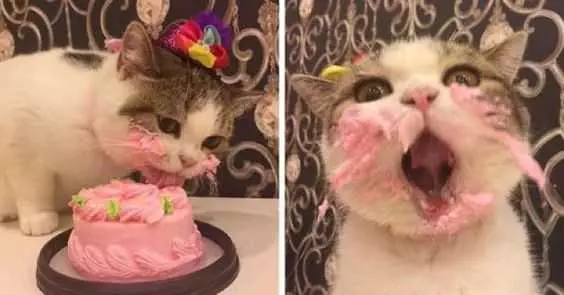 Funny Cat Cake