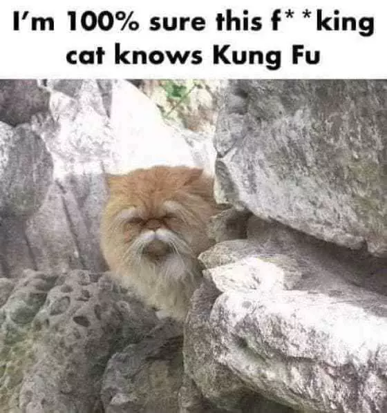 Funny Cat Kungfu