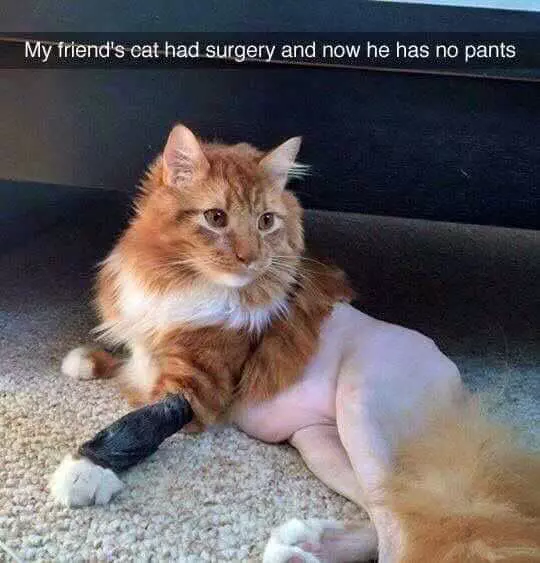 Funny Cat Surgery