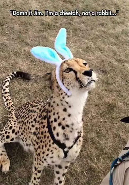 Funny Cheetah Rabbit