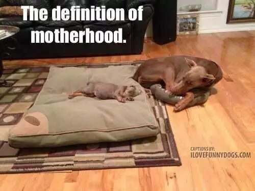 Funny Definition Motherhood
