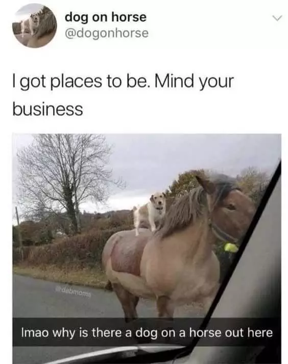Funny Dog On Horse