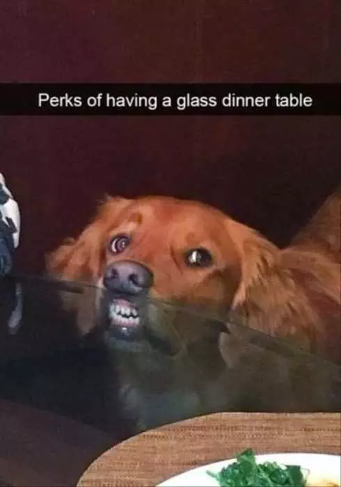 Funny Glass Dinner