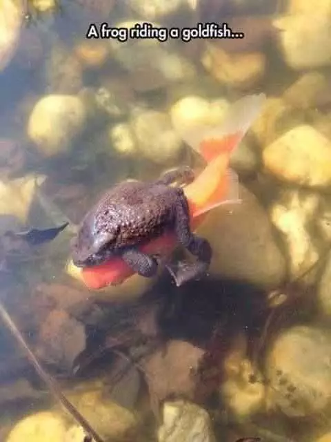 Funny Goldfish Frog