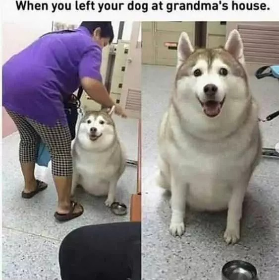 Funny Grandma House