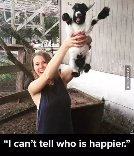 Funny Happy Goat