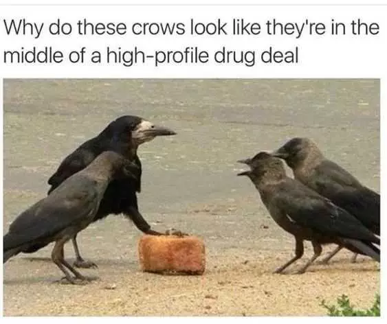 Funny High Crow