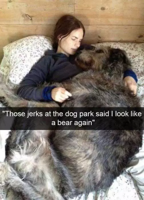 Funny Jerks Dog Bear
