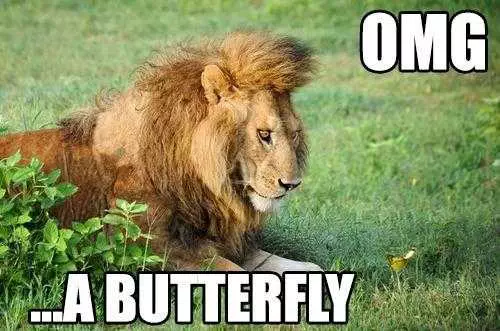 Funny Lion Butterfly