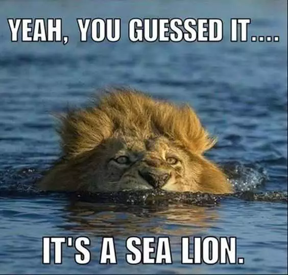 Funny Lion Sea