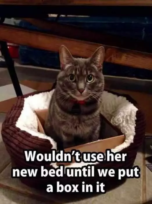 Funny New Bed