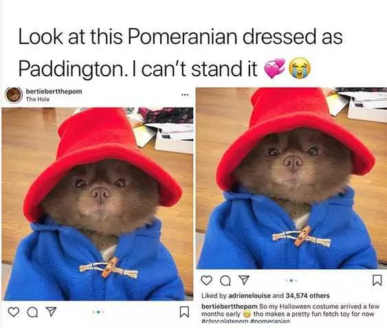 Funny Pomeranian