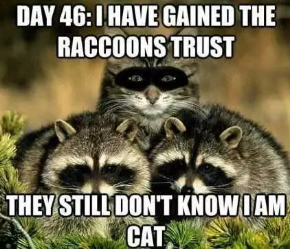 Funny Racoon Cat