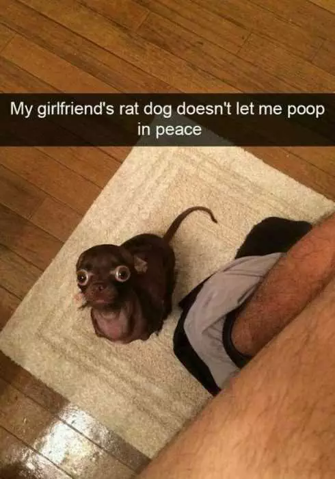 Funny Rat Dog