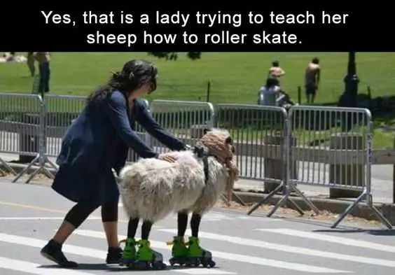 Funny Sheep Roller Skate