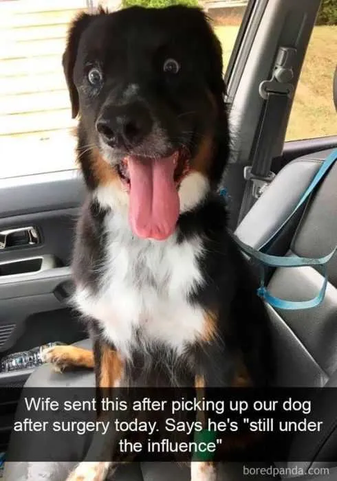Funny Snapchat Dog
