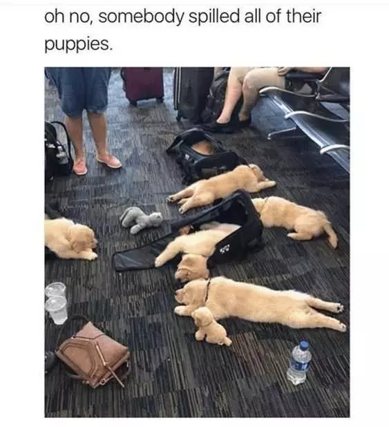 Funny Spilled All Puppies