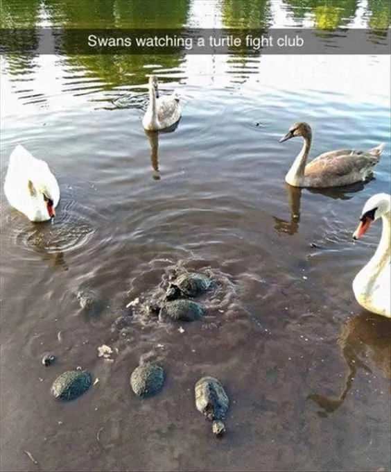 Funny Swan Fight