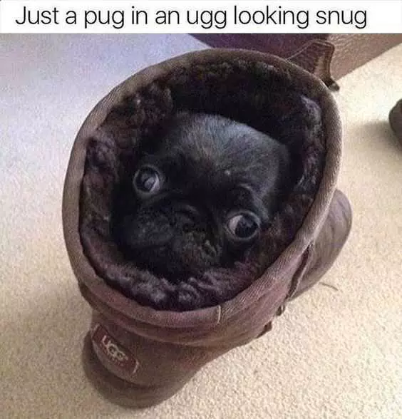 Funny Ugg Snug