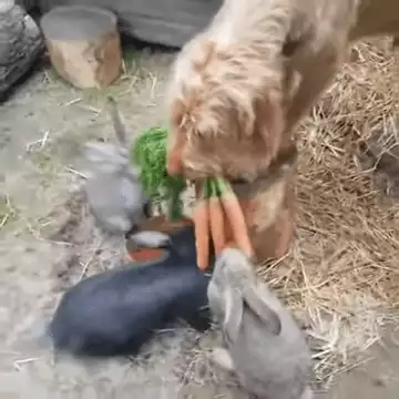 Dog Holdin Carrots To Feed Rabbits 0 14 Screenshot