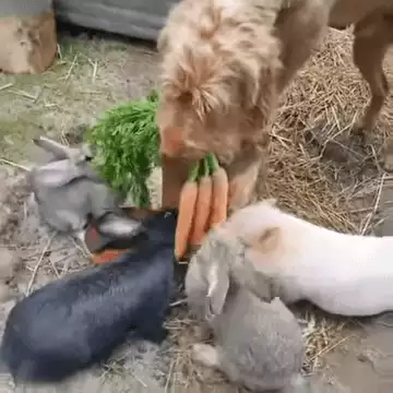 Dog Holdin Carrots To Feed Rabbits 0 19 Screenshot