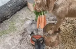 Dog Holdin Carrots To Feed Rabbits 0 2 Screenshot