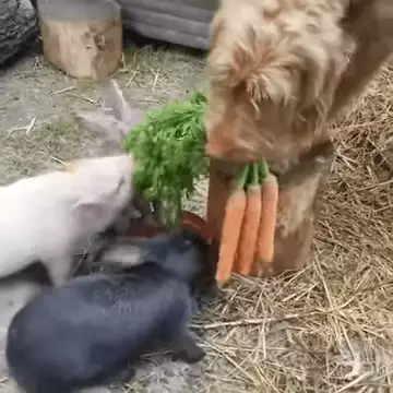 Dog Holdin Carrots To Feed Rabbits 0 26 Screenshot