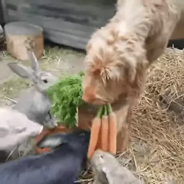Dog Holdin Carrots To Feed Rabbits 0 28 Screenshot