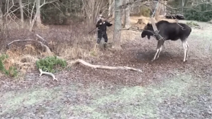 Man Rescues Moose Trapped In A Tree In Small Swedish Town 0 47 Screenshot