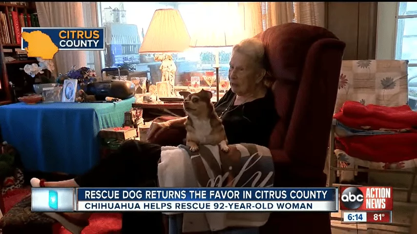 Rescue Dog Saves 92 Year Old Inverness Owner 0 15 Screenshot