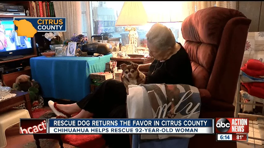 Rescue Dog Saves 92 Year Old Inverness Owner 0 31 Screenshot