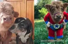 Screen Shot 2018 10 11 At 2.31.00 Am