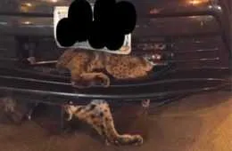 Screen Shot 2018 10 12 At 2.39.53 Pm