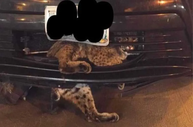 Screen Shot 2018 10 12 At 2.39.53 Pm