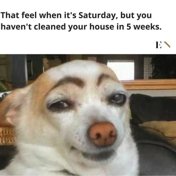 Animal Cleaned 5 Weeks