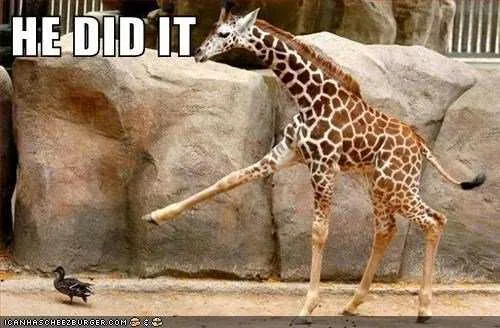 Animal He Did I9T