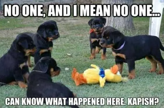 Animal Know What Happened