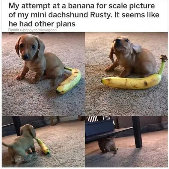Banana For Scale
