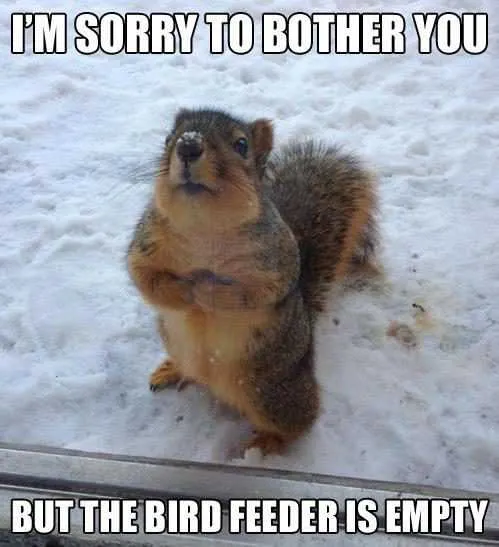 Bird Feeder Empty