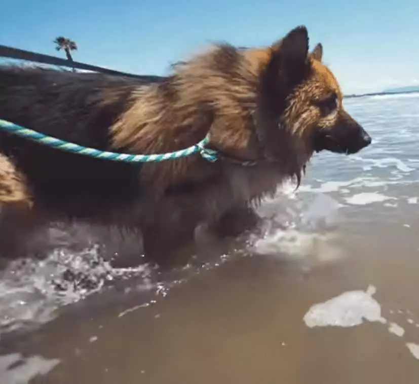 Dog Sitting In Ocean