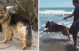 Dog Sees Ocean Featured