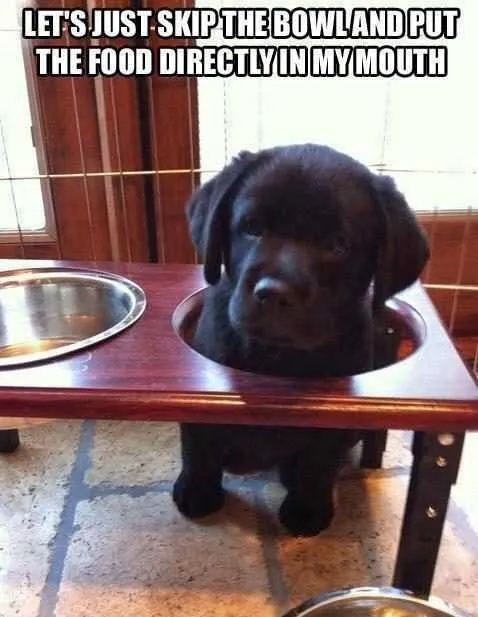 Food Bowl Mouth