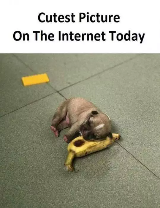 Funny Banana Puppy