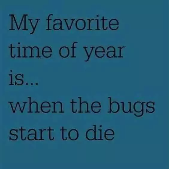 Funny Bugs Die