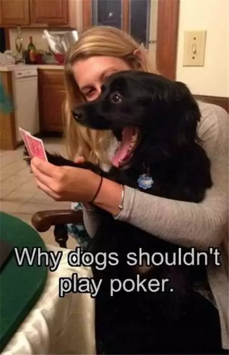 Funny Dogs Poker